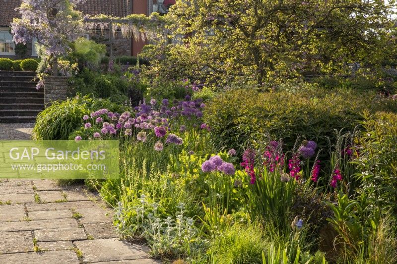 Stone paving path leading to steps with wooden arbour and Wisteria, flower borders planted with Alliums, Aquilegia and Gladiolus communis with ornamental grasses
