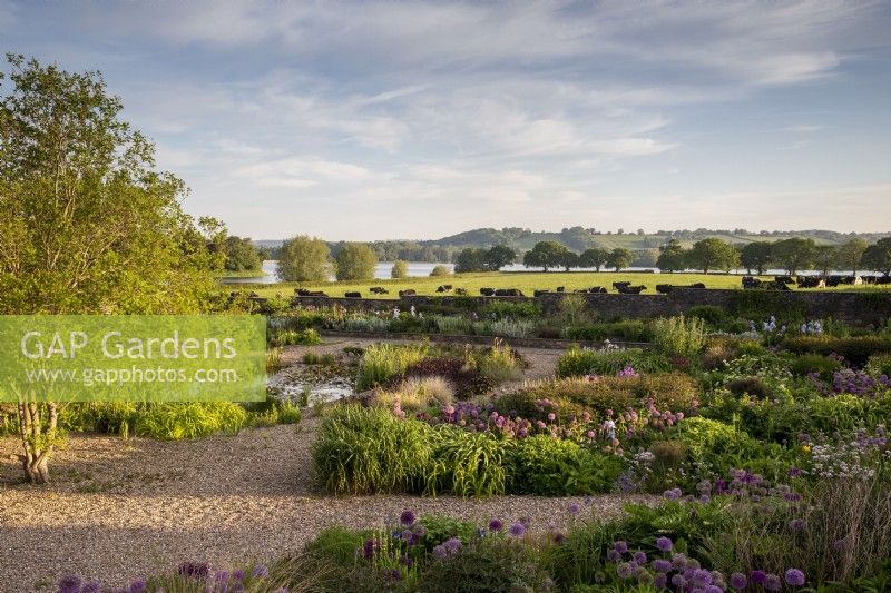 Sunrise view over the gravel garden towards Blagdon Lake with cows grazing in field 