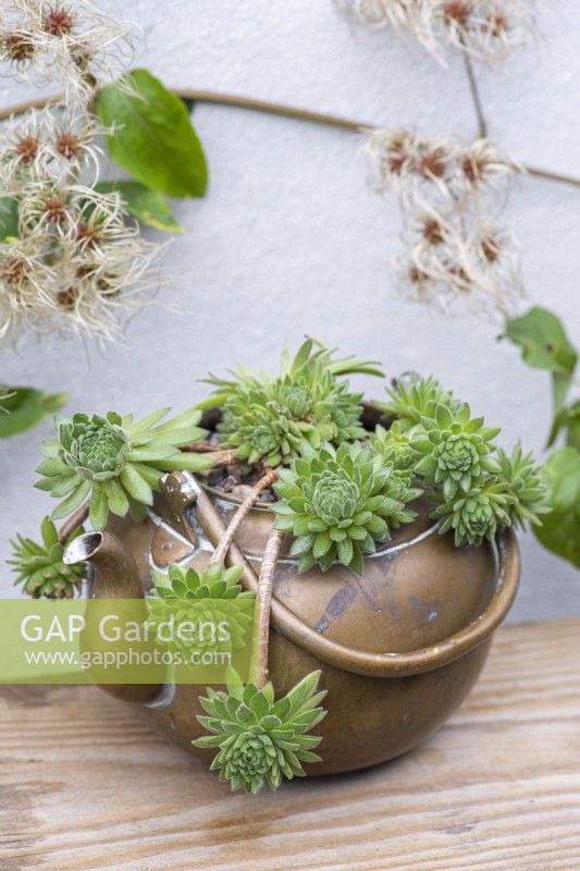 Sempervivum 'Midas', houseleek, a succulent plant thriving in a vintage brass kettle.