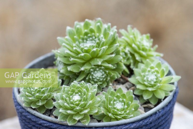 Sempervivum arachnoideum ssp. tomentosum 'Stansfieldii', houseleek, a succulent with rosettes of pointed green leaves covered in a cobweb of white fur.