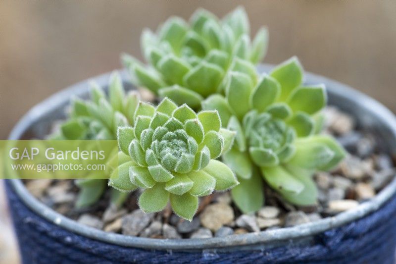 Sempervivum ruthenicum, houseleek, a succulent with slightly curved, plump green leaves with tips that redden at different times of the year.