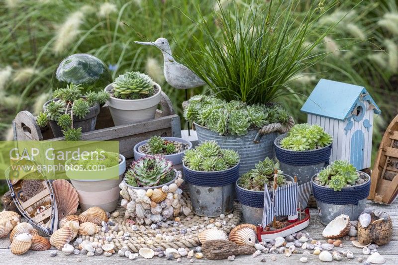 A collection of succulents in a seaside themed arrangement. In box: Sempervivum 'Midas' and S. 'Limelight'. Left to right: S. arachnoideum bryoides, S. 'Burgundy Sparkle', S. 'Sir William Lawrence', S. 'Sprite', S. 'Heigham Red', S. 'Pekinese' and S. ruthenicum.