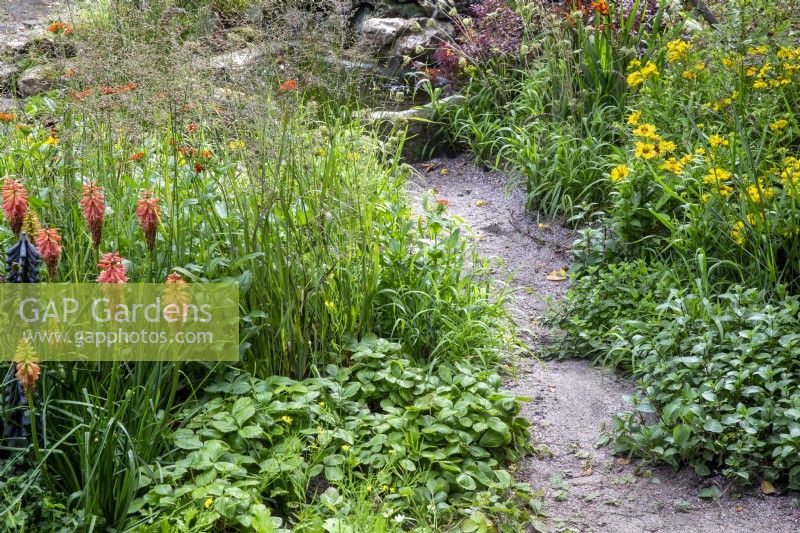 A gravel path leading to a small stone water pool with overflowing softened borders of mixed planting perennials with Kniphofia 'Redhot Popsicle', Fragaria vesca, ornamental grass Melica altissima, mint and Helenium September Gold