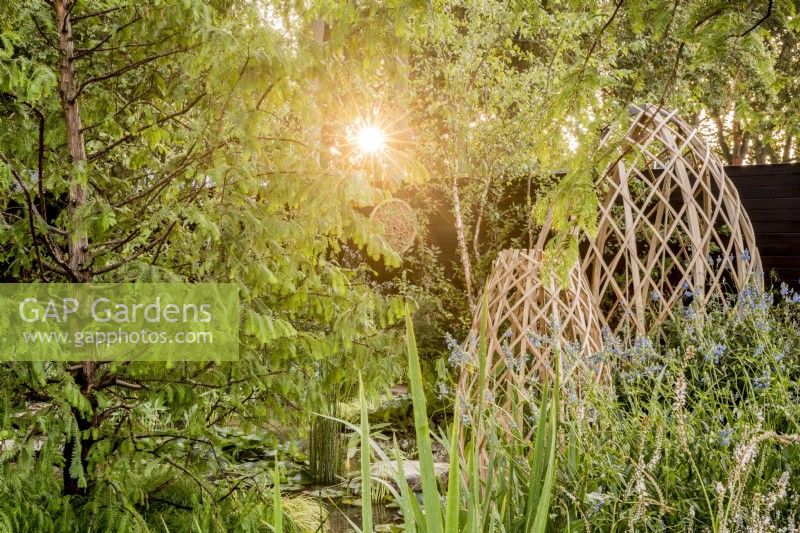 Sunrise through trees - modern contemporary geodesic structures made from Moso bamboo - Metasequoia glyptostroboides - dawn Redwood tree beside a pond with mixed planting of aquatic and marginal plants