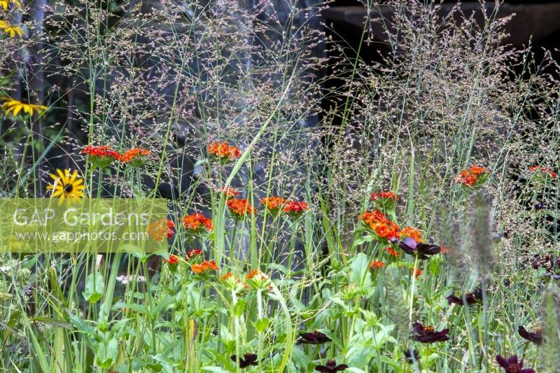 Mixed perennial planting of Melica altissima with Cosmos atrosanguineus 'Black Magic' and Lychnis chalcedonica - Maltese Cross