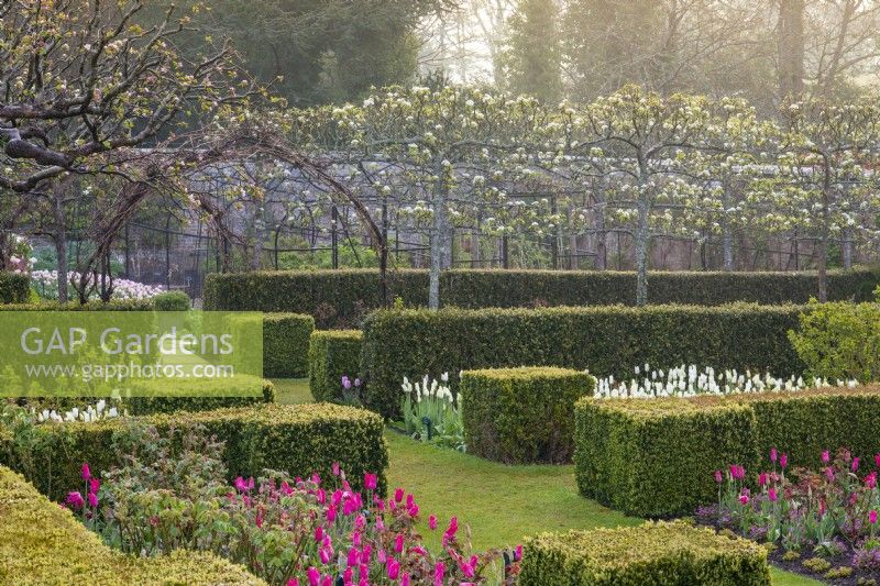 Looking over pink Tulipa 'Mariette' and 'White Triumphator' and box cuboid shapes to a pleached pear avenue.