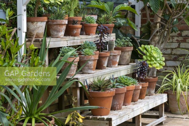 A Victorian greenhouse with a collection of succulents displayed on staging
