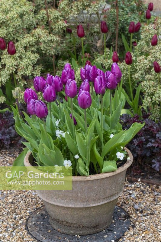 A pot of Tulipa 'Purple Prince', underplanted with violas.