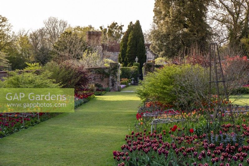 View from Hot Garden into Walled Garden, over long right side border planted with tulips 'Slawa', 'Avignon', 'Suncatcher', 'Oxford' and 'Orange Princess.