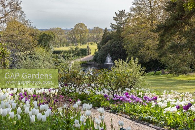 View over the old moat to parkland, seen over pathway flanked with (near) tulips white 'Signature' and 'Secret Parrot'. On lower edge, white 'Mount Tacoma' and 'Blue Diamond'.