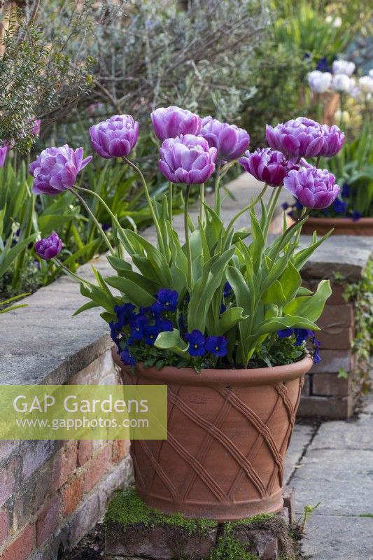 Tulipa 'Blue Diamond', a double late flowering tulip, in a terracotta pot with violas
