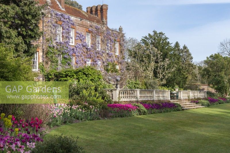 Pashley Manor, a fine sixteenth century building. Beds below the terrace are massed planted with tulips (left to right) 'Dreamland', 'Barcelona', and 'Negrita'.