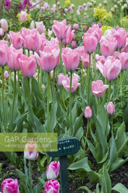 Tulipa 'Bella Blush', a Darwin hybrid with large, shapely candy-pink blooms tapering to the tip