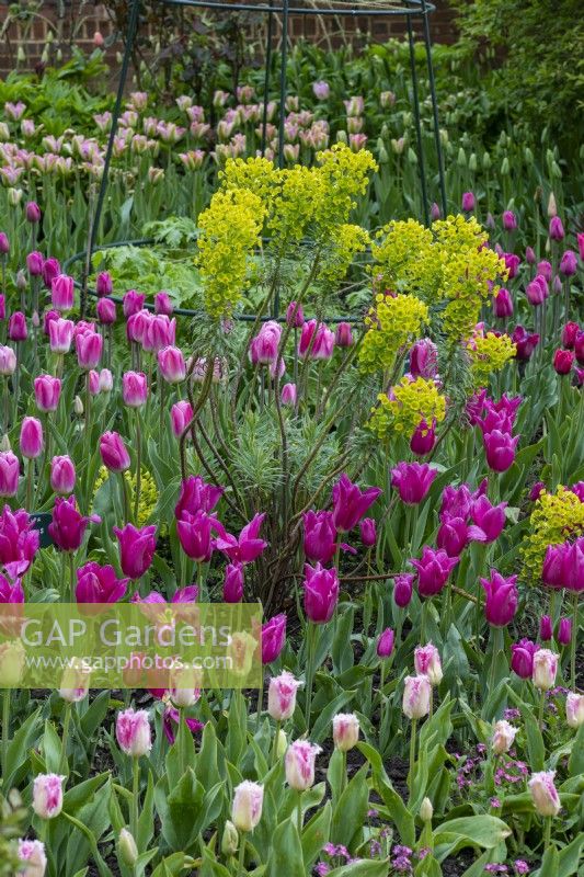 In front, frilly pink 'Huis Ten Bosch'; then shocking pink 'Lilyrosa' around euphorbia. Behind tulips 'Barcelona' and 'Sauternes'.
