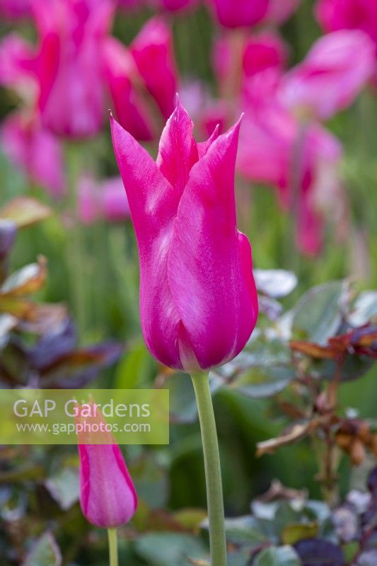 Tulipa 'Mariette' is a lily-flowered tulip with satin rose, slightly reflexed petals contrasting with a white base