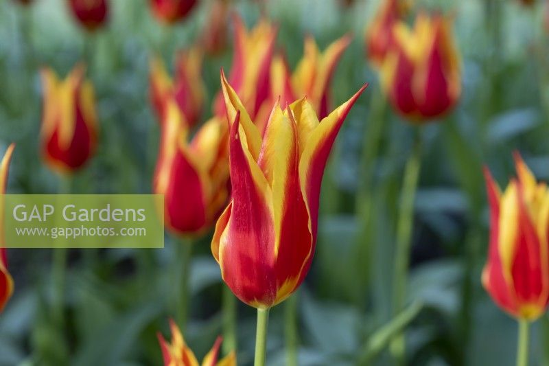 Tulipa 'Fly Away' has the pointed silhouette of a lily-flowered tulip, with bold red petals edged in gold