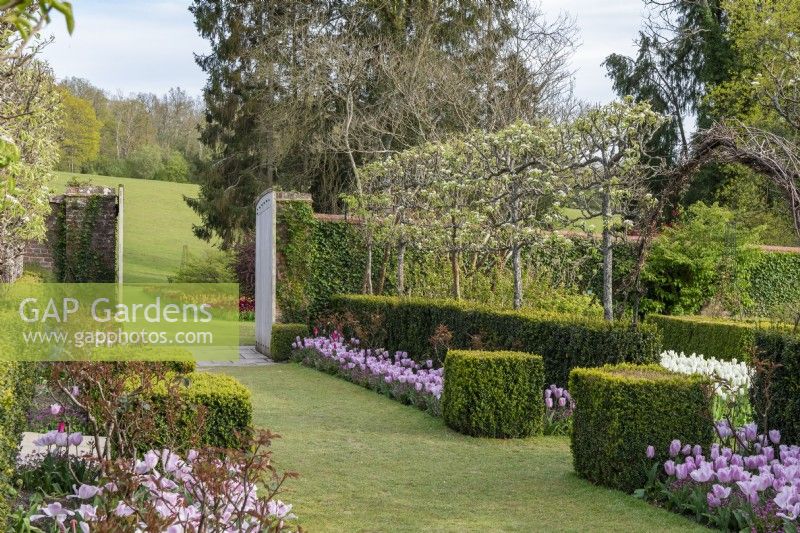 View along avenue of pleached pears in blossom, underplanted with box hedging, forget-me-nots, roses and Tulipa 'Synaeda Amor'