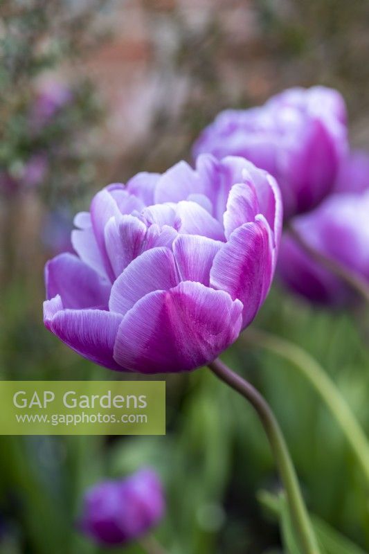Tulipa 'Blue Diamond', a pinkish purple with a silvery blue lustre on the large, double blooms