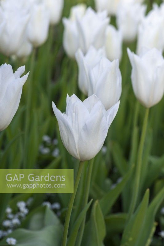 Tulipa 'White Triumphator', a pristine white tulip with long elegant petals that arch outwards gracefully