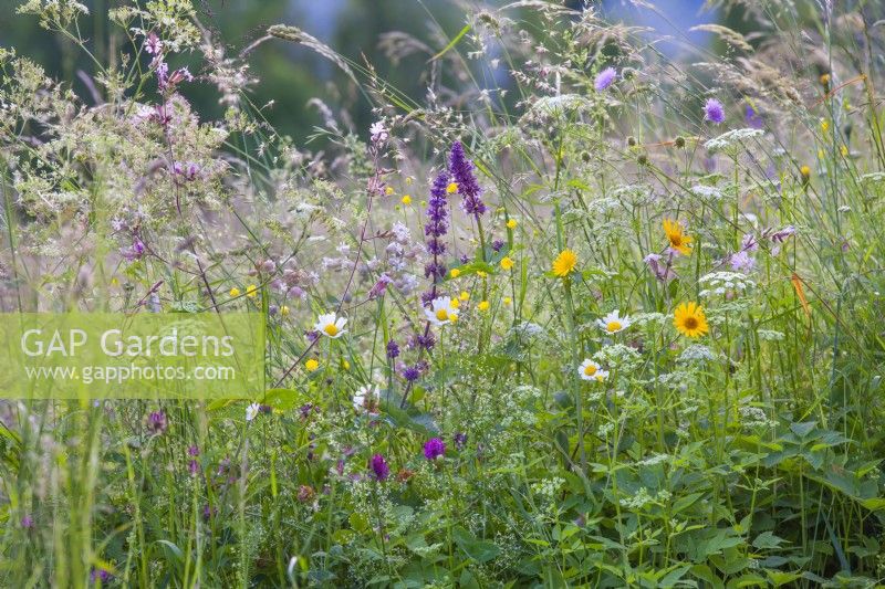 Wild flower meadow with Salvia verticillata, Silene vulgaris, Ranunculus acris, Leucanthemum vulgare, Knautia arvensis, Buphthalmum salicifolium and grasses.
