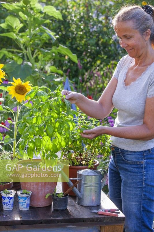 Woman picking pot grown basil - Ocimum basilicum.