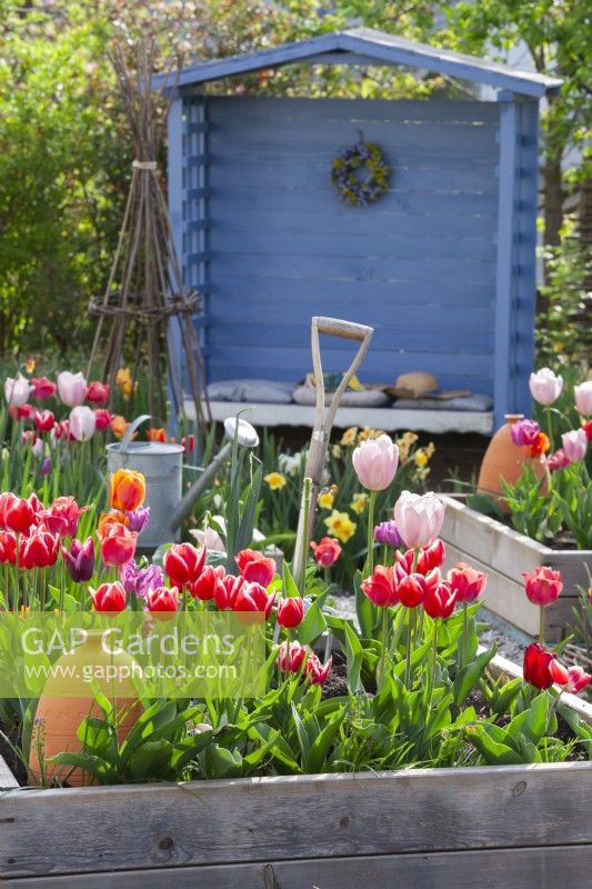 Raised bed with Tulip 'Leen Van Der Mark' and gardeen tools with blue gazebo in the background..