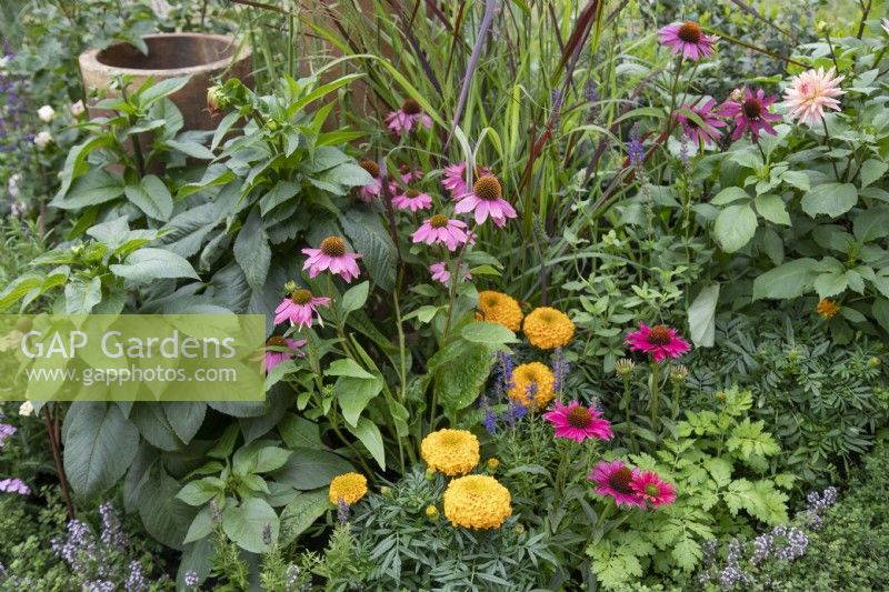 Echinacea and calendula in 'Nature's Resilience' garden at BBC Gardener's World Live 2021 -
