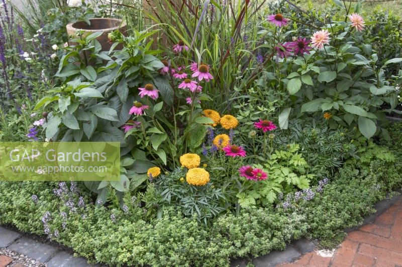 Echinacea and calendula in 'Nature's Resilience' garden at BBC Gardener's World Live 2021 -