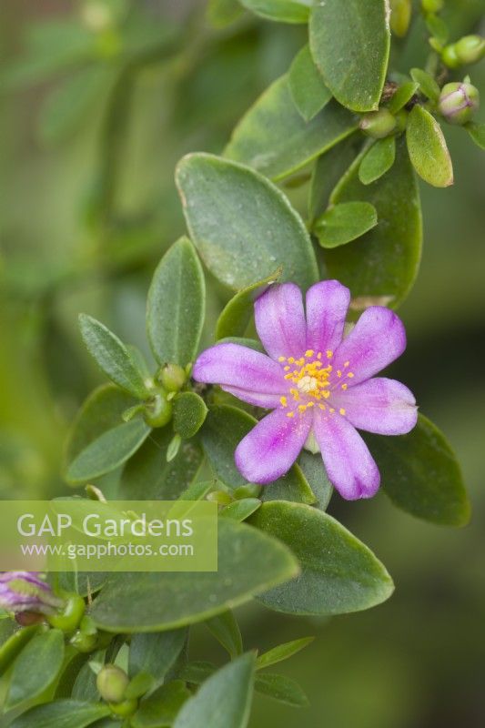 Pereskia weberiana. Closeup of branch with leaves, flower and buds May.