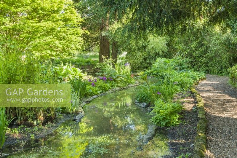 View of the Bog Garden in Cambridge Botanic Gardens in May with dappled sunlight. Pond with log edging, ferns, primulas, irises and bamboos.