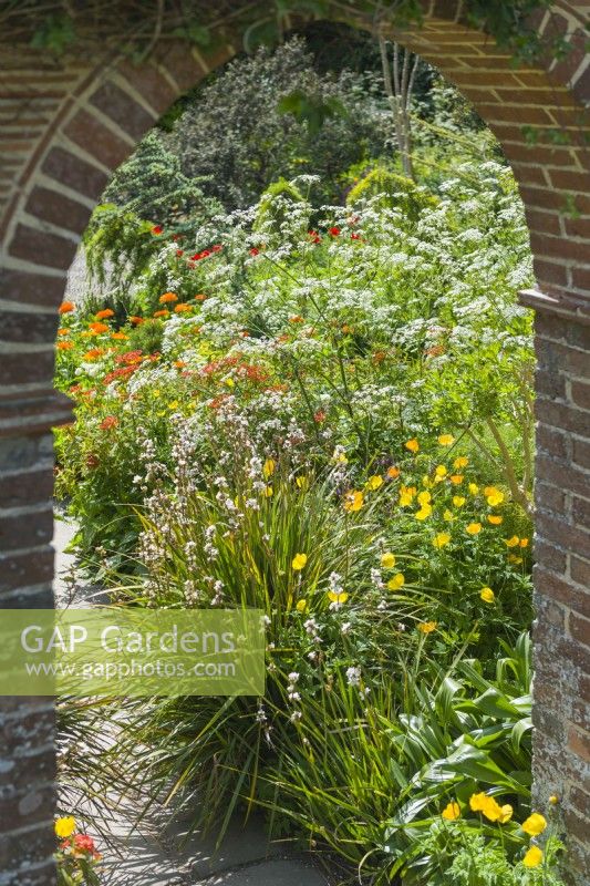 View through arched opening in a brick garden wall of a border with Libertia, Meconopsis cambrica, Welsh Poppy, euphorbias and Anthriscus sylvestris, Cow Parsley. May.