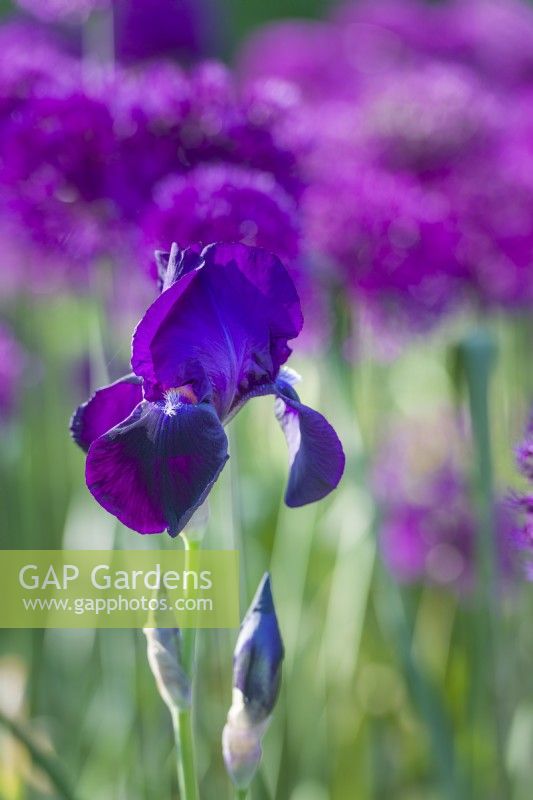 Closeup of Iris 'Sable' with alliums. May