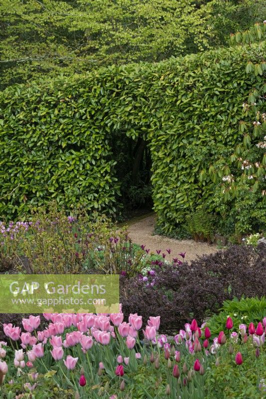 An opening in a laurel hedge is seen over a clump of pink  'Bella Blush', emerging in an informal mixed border.
