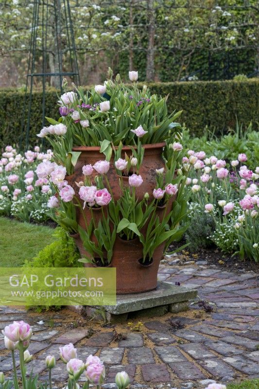 A terracotta herb planter planted with Tulipa 'Angelique' interspersed with forget-me-nots.
