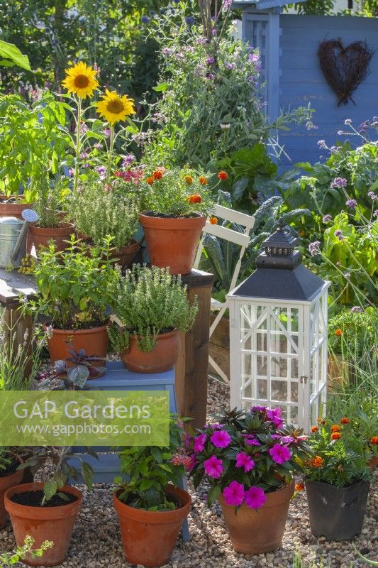 Display of containers with herbs and bedding flowers including oregano, thyme, Impatiens, basil. French marigold and sunflowers.