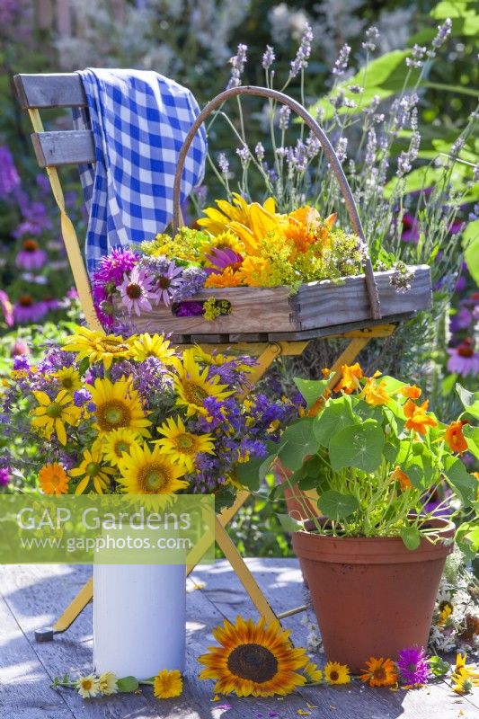 Summer bouquet with sunflowers and wildflowers in enamel vase, pot grown nasturtium and trug of herb, medicinal and edible flowers on the chair.