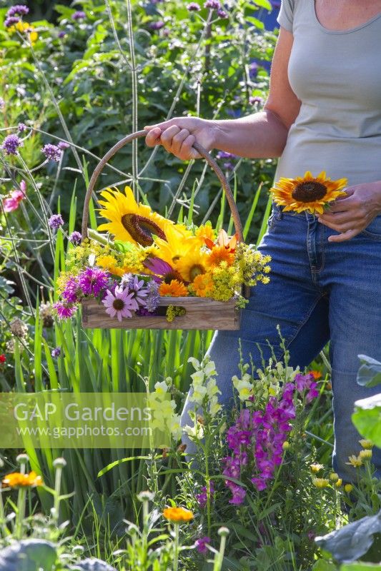 Woman with a trug full of cut edible flowers including sunflowers, coneflowers, bergamot, fennel and pot marigold.