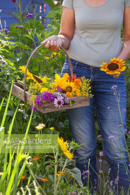 Woman with a trug full of cut edible flowers including sunflowers, coneflowers, bergamot, fennel and pot marigold.