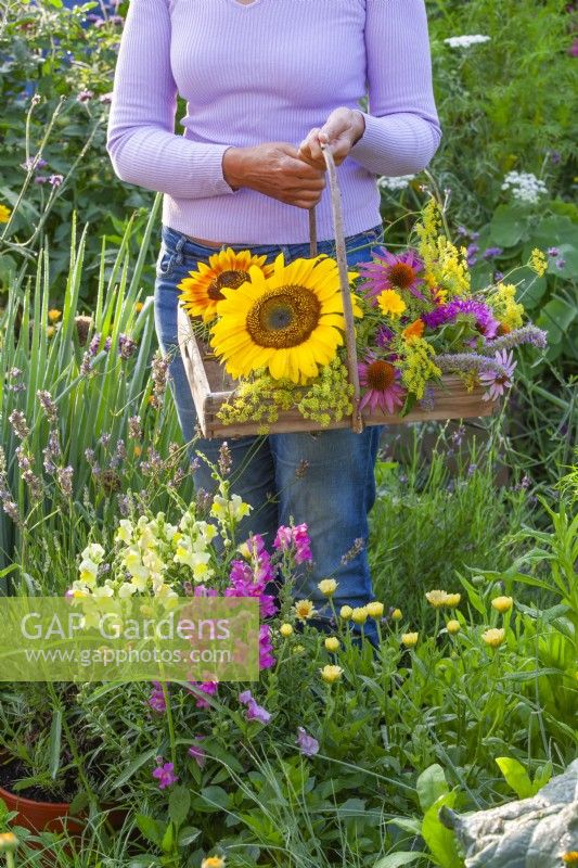 Woman with trug of harvested edible flowers including sunflowers, fennel, coneflowers, pot marigold, bergamot and agastache.