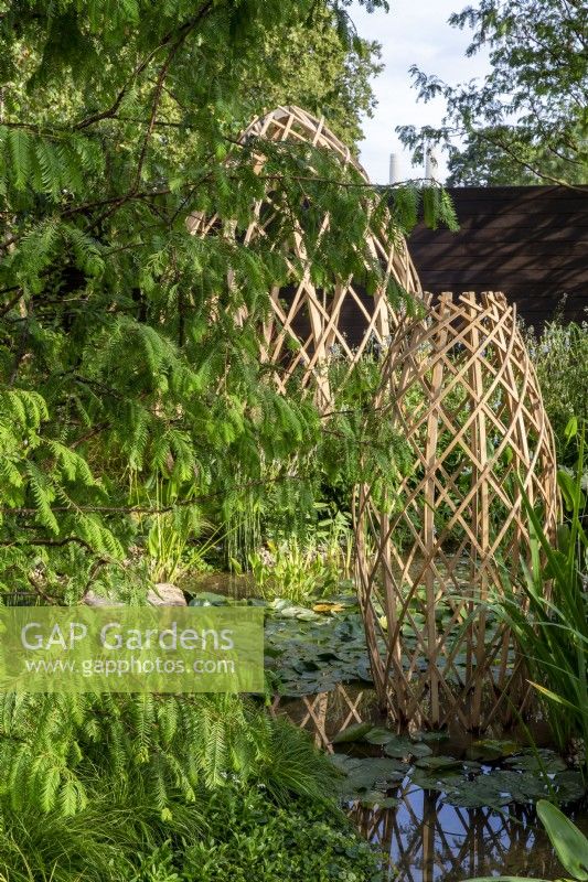 Modern contemporary geodesic laminated lattice-work circular garden structure made from Moso bamboo - Phyllostachys edulis - with a Metasequoia glyptostroboides - dawn Redwood tree beside a pond with aquatic and marginal planting