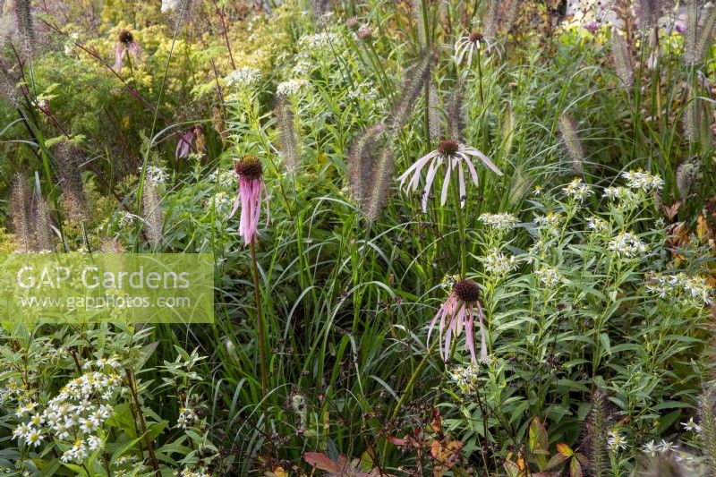 An autumn border with Echinacea pallida and ornamental grass Pennisetum alopecuroides 'Cassian'


