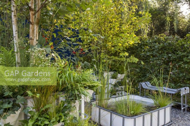 Repurposed upcycled industrial IBC -  intermediate bulk containers -to create a modern contemporary multi layered woodland planting - pond with aquatic plants Typha gracilis, Cyperus longus and Carex riparia containers with planting of Betula pendula ferns and grasses