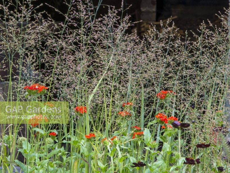 Mixed perennial planting of Melica altissima with Cosmos atrosanguineus 'Black Magic' and Lychnis chalcedonica - Maltese Cross