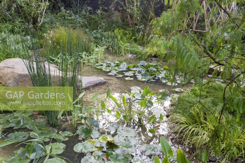 Pond with water marginal and aquatic mixed planting Thalia Dealbata, Equisetum hyemale - rough horsetail, Pontederia cordata - pickerel weed, Sagittaria latifolia and Nymphaea - water lily pads Nymphaeaceae sp.
