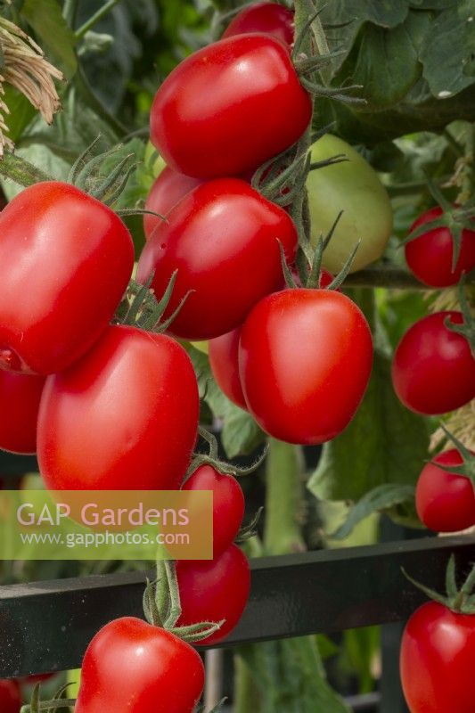 Solanum lycopersicum - Nagina F1 - plum variety of tomato