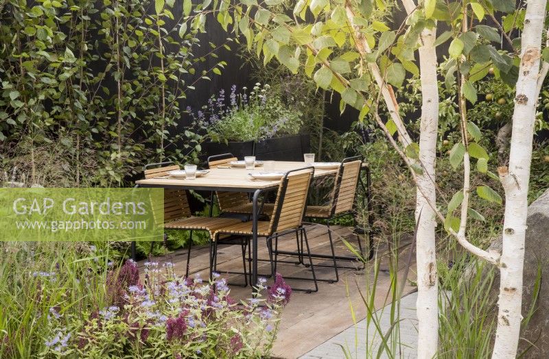 A reused timber floor patio area next to clay brick pavers - outdoor dining table and chairs in courtyard with black wooden fence - Betula pendula - silver birch tree - ornamental grasses and Caryopteris clandonensis 'Heavenly Blue' and Salvia nemorosa 'Schwellenburg' - meadow sage in the foreground