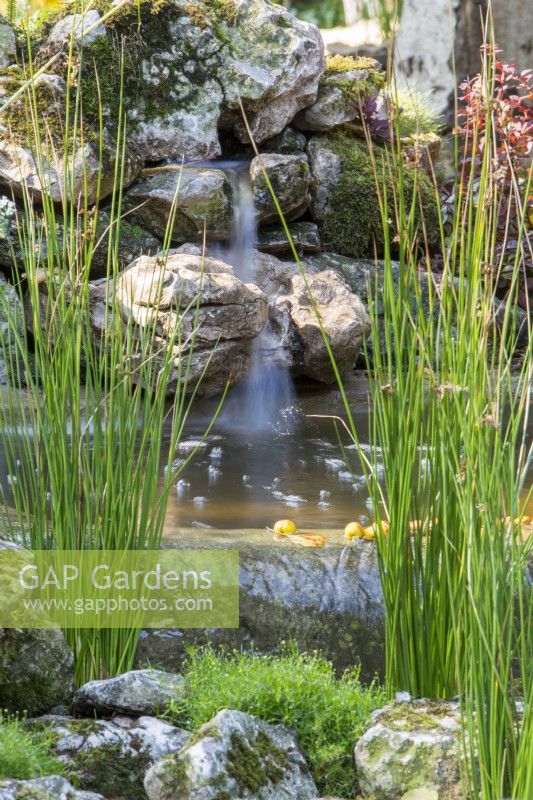 Juncus effusus and Fontinalis antipyretica growing beside a small garden pond water feature with waterfall over rocks 