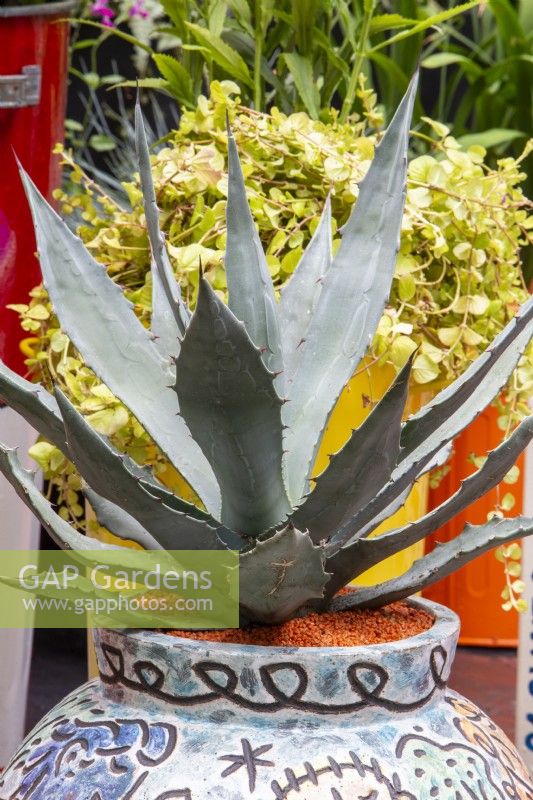 Agave parrasanna 'Meat Claw' in a hand painted ceramic pot container with orange gravel mulch