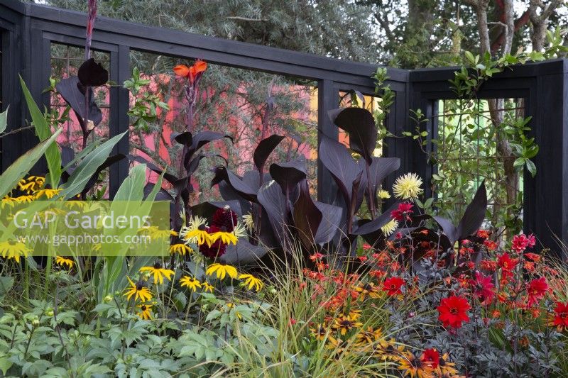 RHS COP26 Feature Garden with flowerbed planting of various dahlias including 'Bishop of Llandaff', Crocosmia 'Lucifer', Rudbeckia fulgida 'Little Goldstar', ornamental grass and Canna x generalis Cannova Bronze Scarlet - black painted timber arbour 