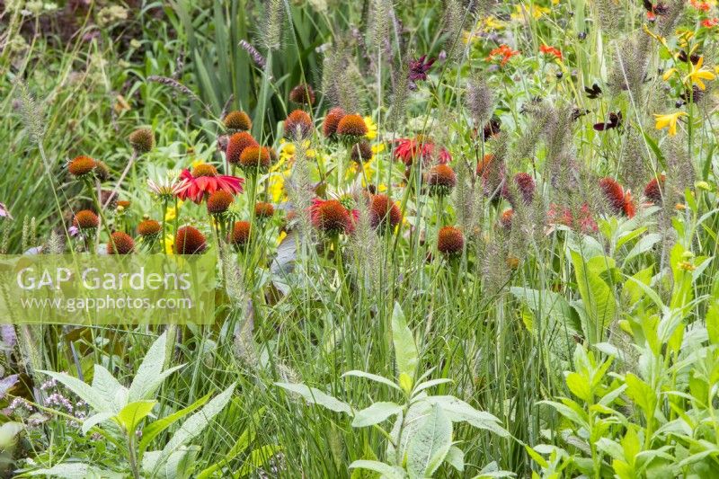 Echinacea 'Salsa Red' growing amongst Pennisetum alopecuroides 